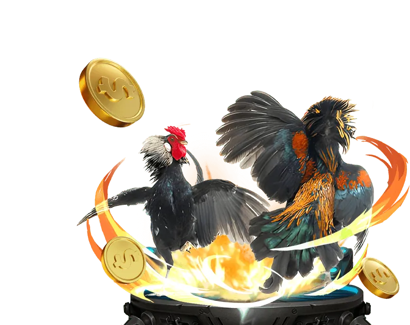 Gà chọi mỹ đang thi đấu